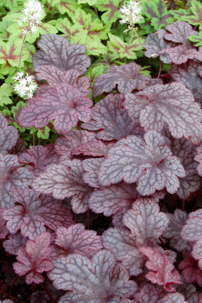 Plum Pudding™ Coral Bells (HEUCHERA PLUM PUDDING)
