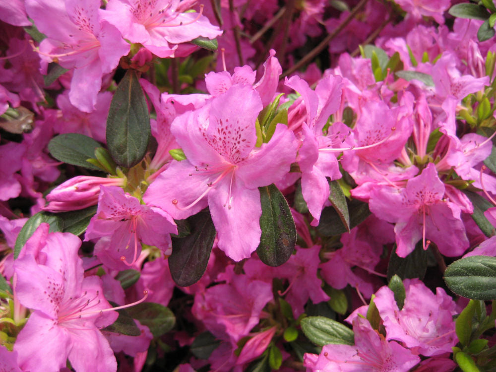 Karen Azalea (AZALEA KAREN)