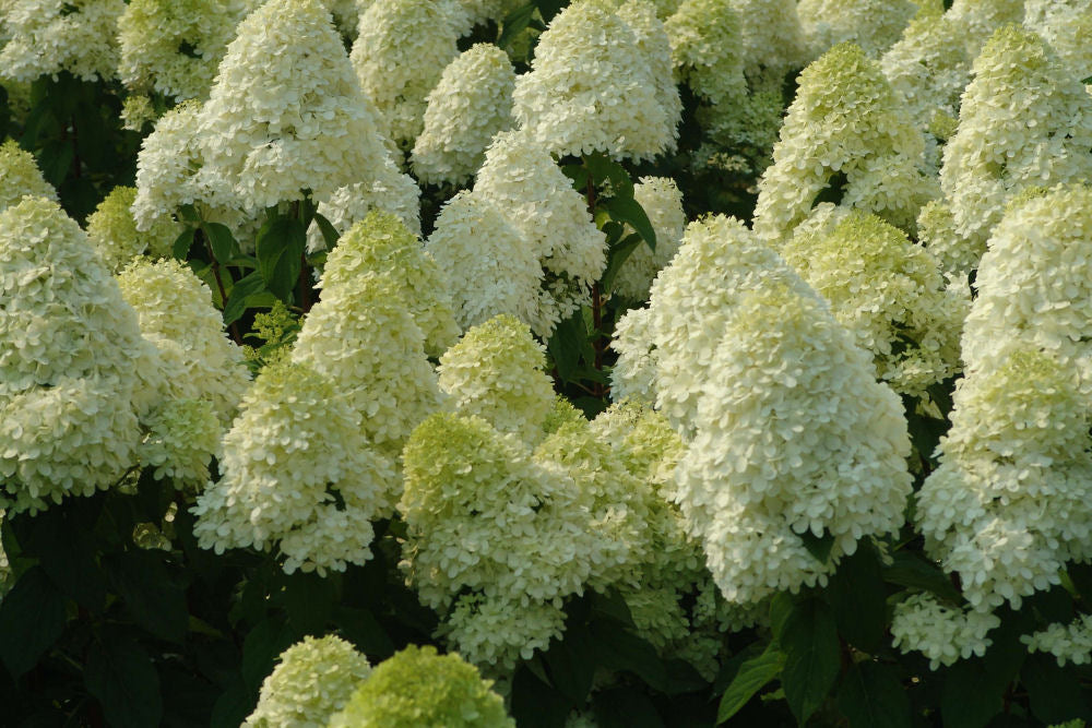 'Limelight' Panicle Hydrangea (HYDRANGEA P LIMELIGHT)