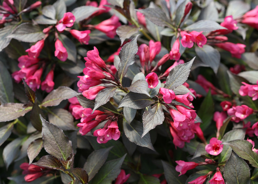 Spilled Wine® Weigela (WEIGELA SPILLED WINE)