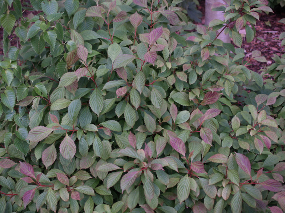 Dwarf Fragrant Viburnum (VIBURNUM FARRERI NANUM)