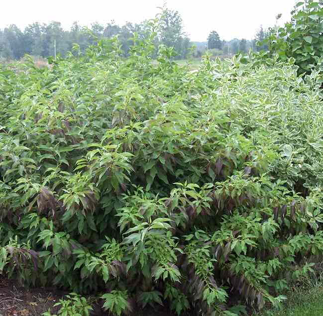 Red Gnome® Siberian Dogwood (CORNUS ALBA RED GNOME)