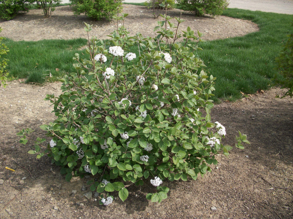 Korean Spice Viburnum (VIBURNUM CARLESII)
