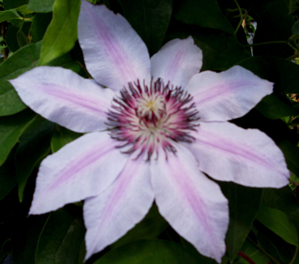 Nelly Moser Clematis (CLEMATIS N MOSER)