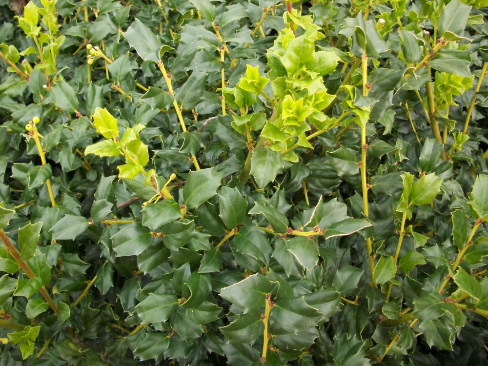 China Boy™ Meserve Holly (ILEX X MES. CHINA BOY)