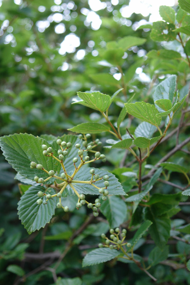 Chicago Lustre™ Viburnum (VIBURNUM DEN. CHICAGO LUSTRE)