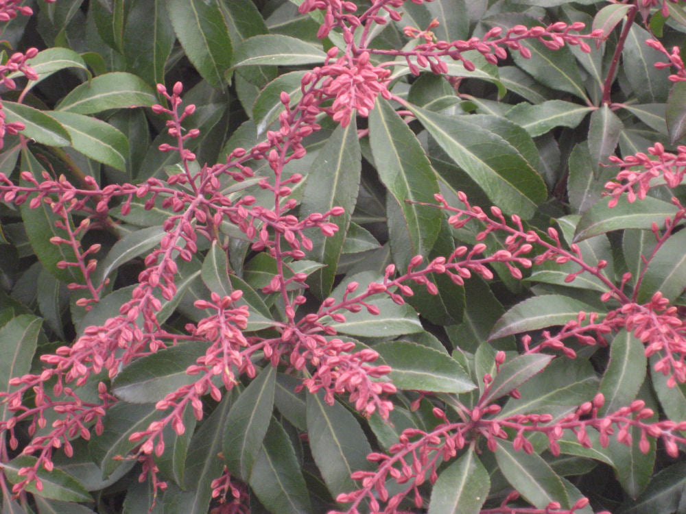 Dorothy Wycoff Andromeda (PIERIS JAP. DOROTHY WYCOFF)