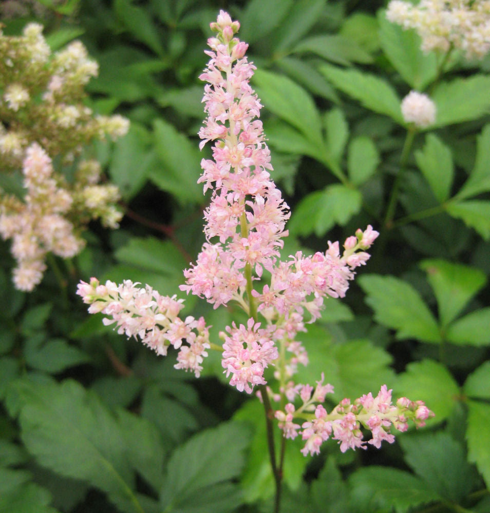 Rheinland Astilbe (ASTILBE RHEINLAND)