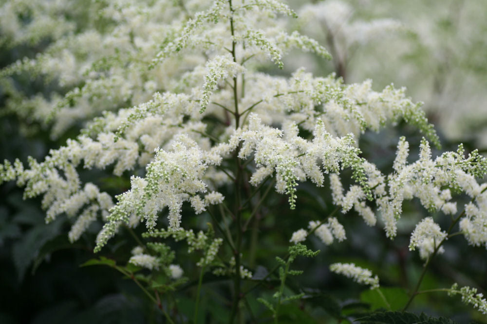 Bridal Veil Astilbe (ASTILBE BRIDAL VEIL)