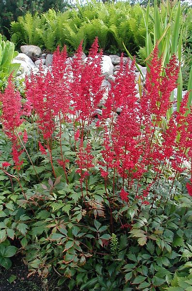 Fanal Astilbe (ASTILBE FANAL)