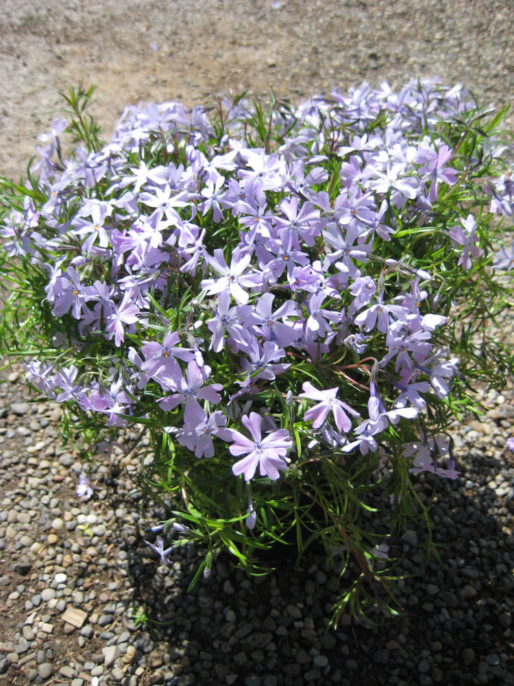 Emerald Blue Moss Phlox (PHLOX SUB. EMERALD BLUE)