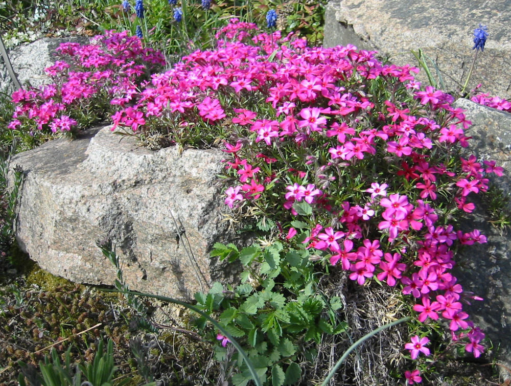 Scarlet Flame Creeping Phlox (PHLOX SUB. SCARLET FLAME)