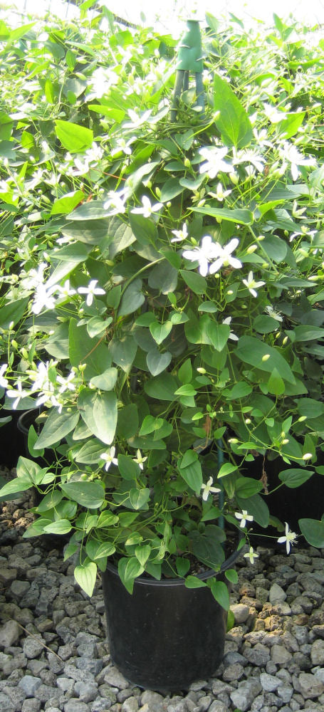 Sweet Autumn Clematis (CLEMATIS PANICULATA)