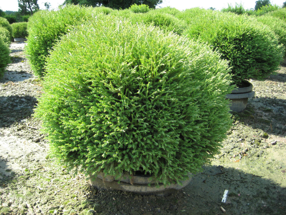 Mr. Bowling Ball™ Arborvitae (THUJA OCC. MR. BOWLING BALL)