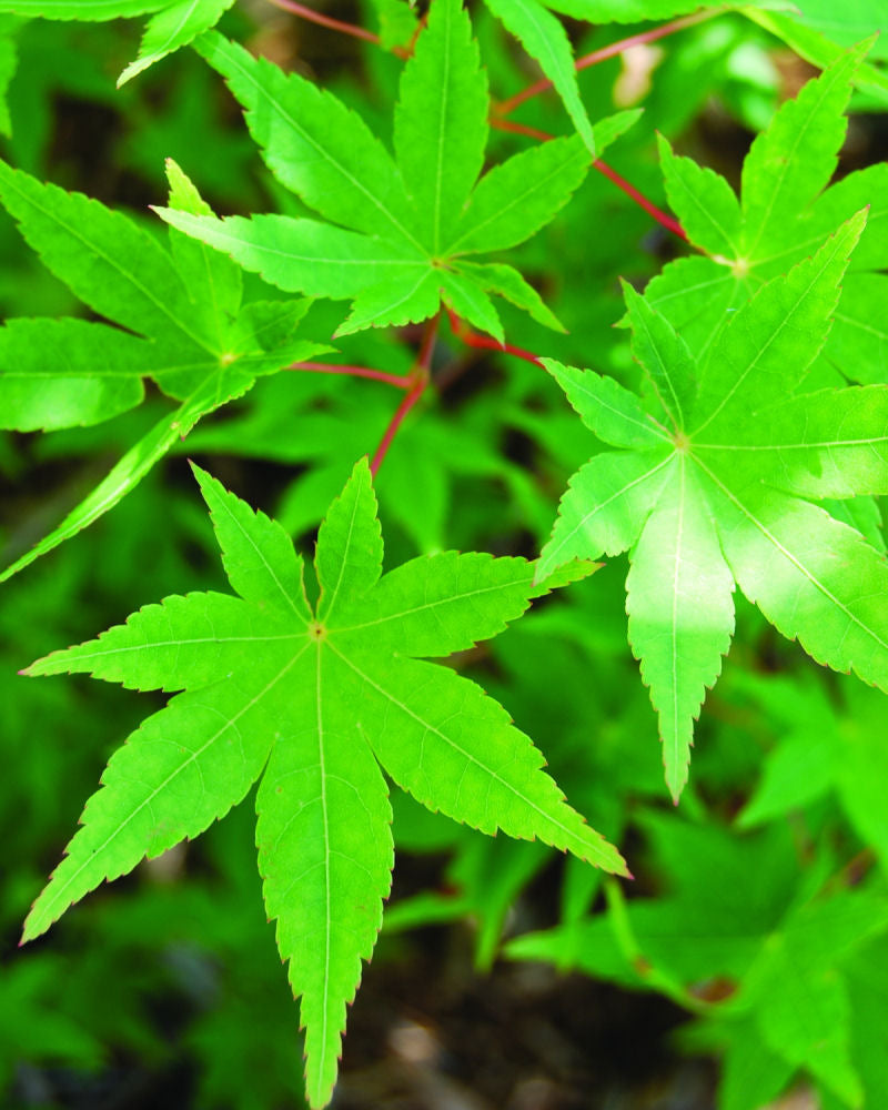 Ryusen Japanese Maple (ACER PA. RYUSEN)