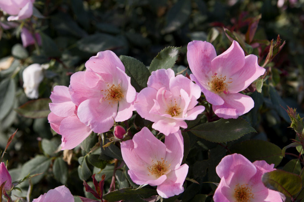 Blushing Knock Out® Rose (ROSE K.O. BLUSHING KNOCKOUT)