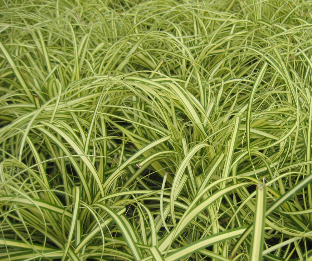 Evergold Sedge (GRASS - CAREX EVERGOLD)