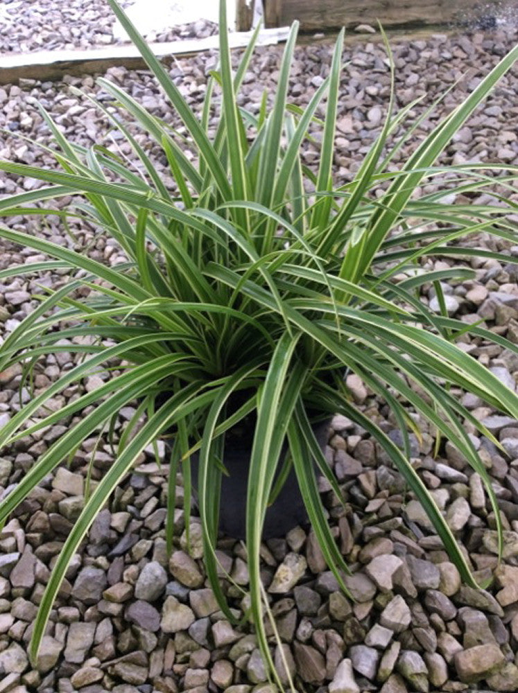 Ice Dance Sedge (GRASS - CAREX ICE DANCE)