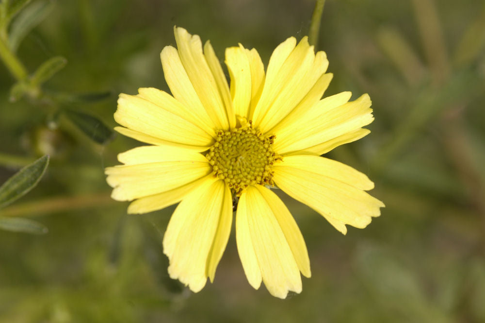 Creme Brulee™ Tickseed (COREOPSIS VERT. CREME BRULEE)