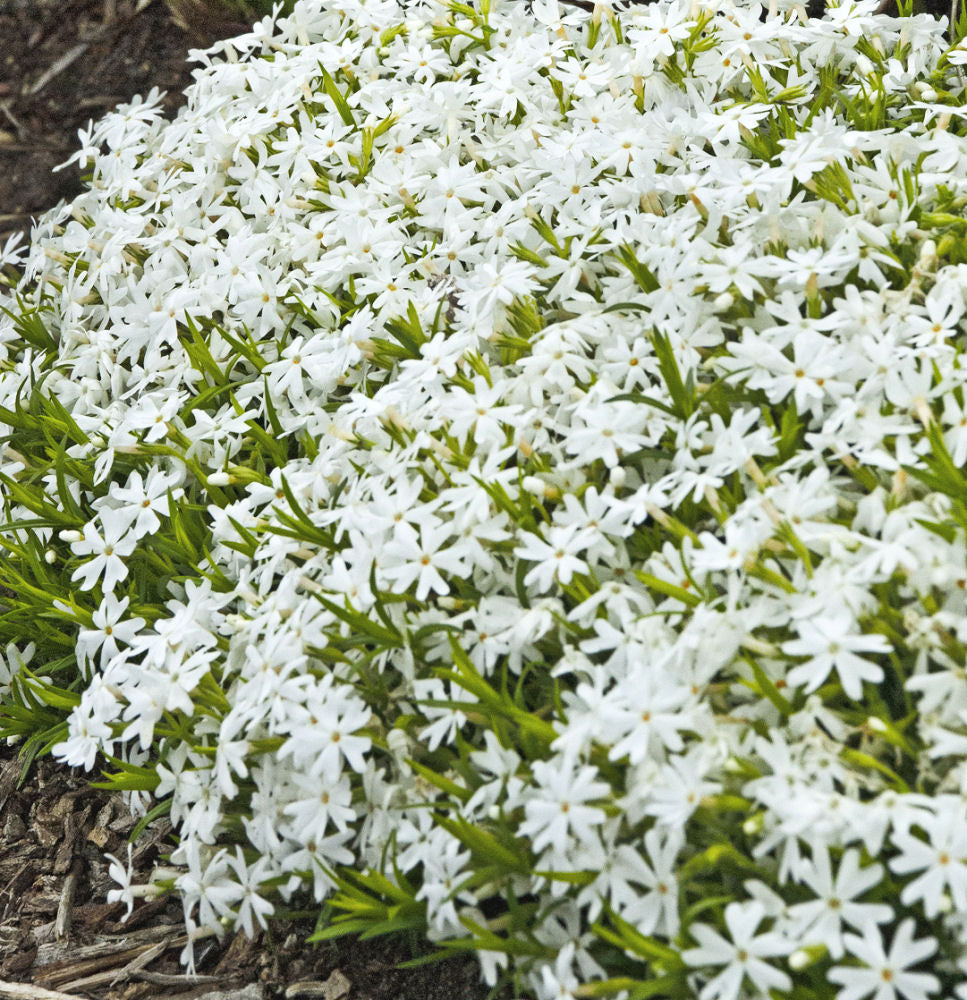 Snowflake Creeping Phlox (PHLOX SUB. SNOWFLAKE)