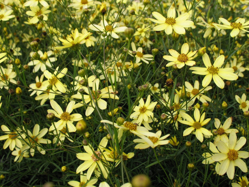 Moonbeam Tickseed (COREOPSIS VERT. MOONBEAM)