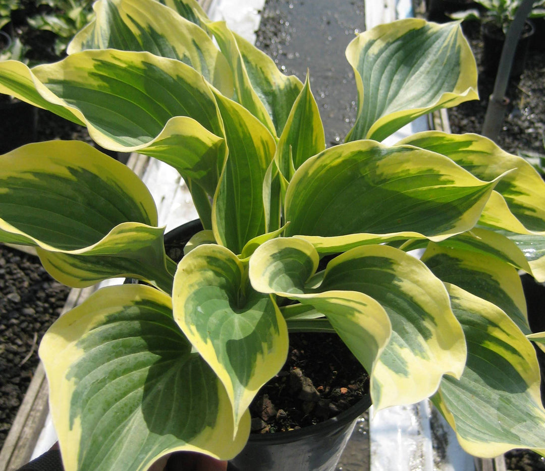 Liberty Plantain Lily (HOSTA LIBERTY)