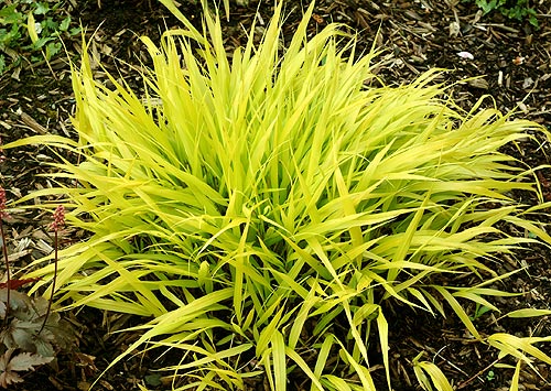 Japanese Forest Grass (GRASS - H.M. ALL GOLD 19CM)