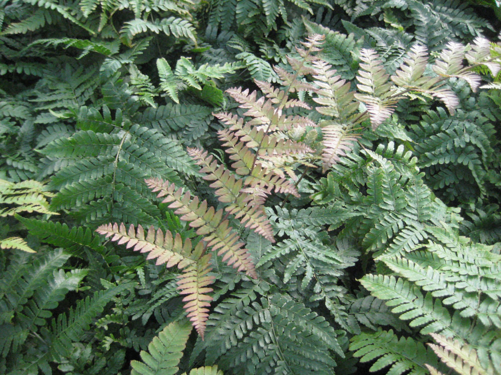 Brilliance™ Autumn Fern (FERN -BRILLIANCE)
