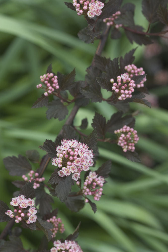 Summer Wine® Ninebark (PHYSOCARPUS O. SMR WINE)