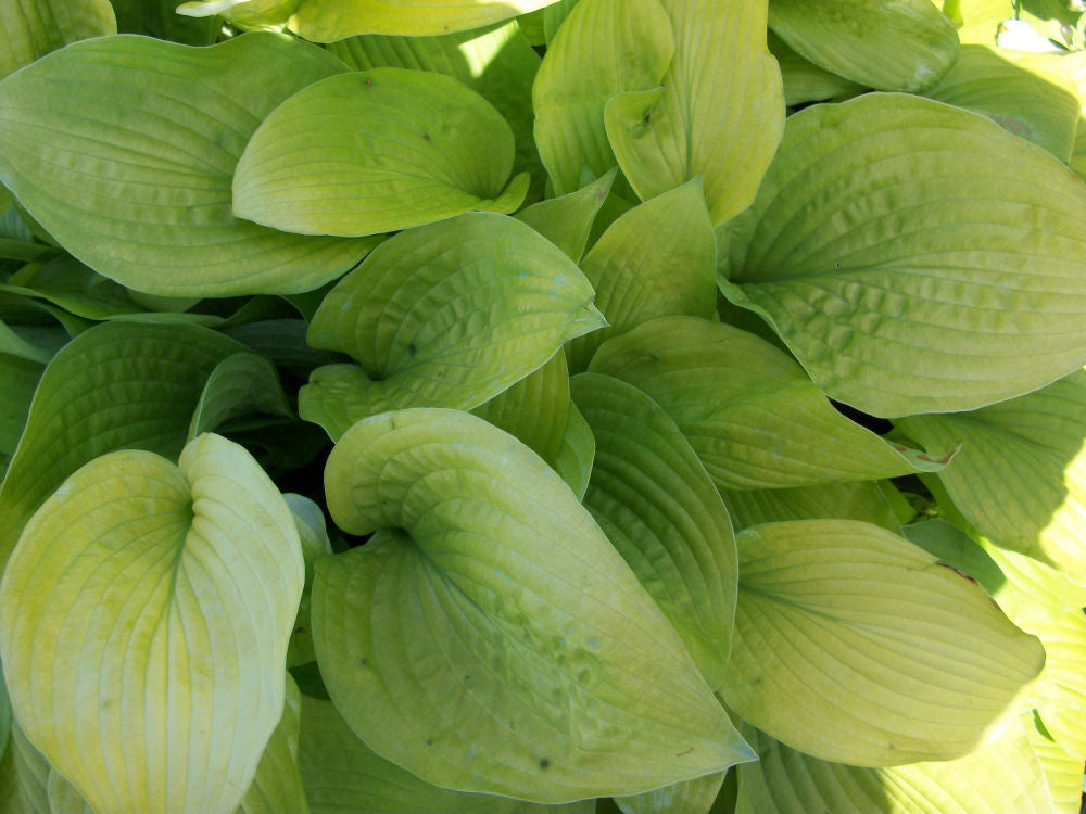 August Moon Plantain Lily (HOSTA AUGUST MOON)
