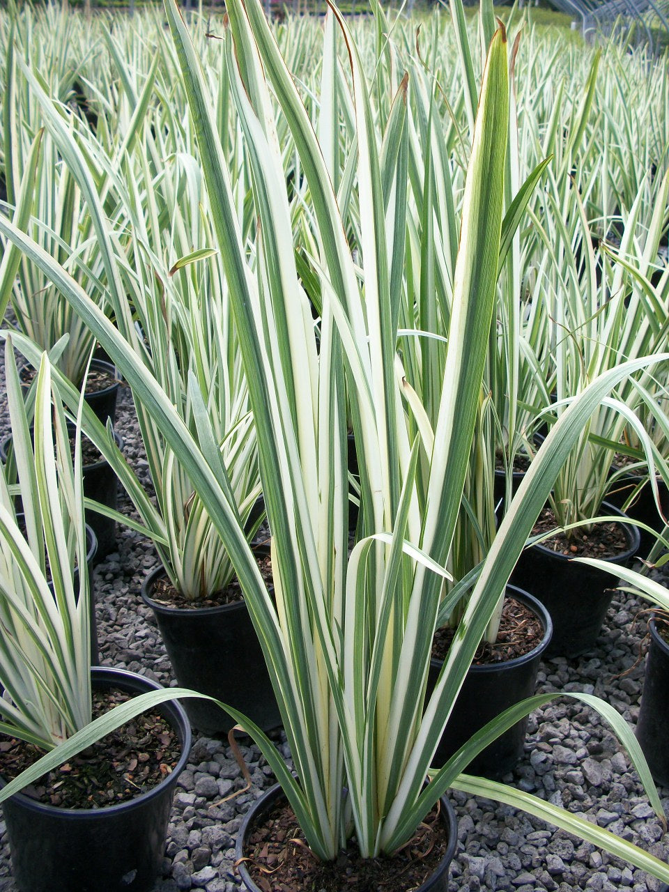 Variegated Japanese Iris (IRIS ENSATA VARIEGATA)