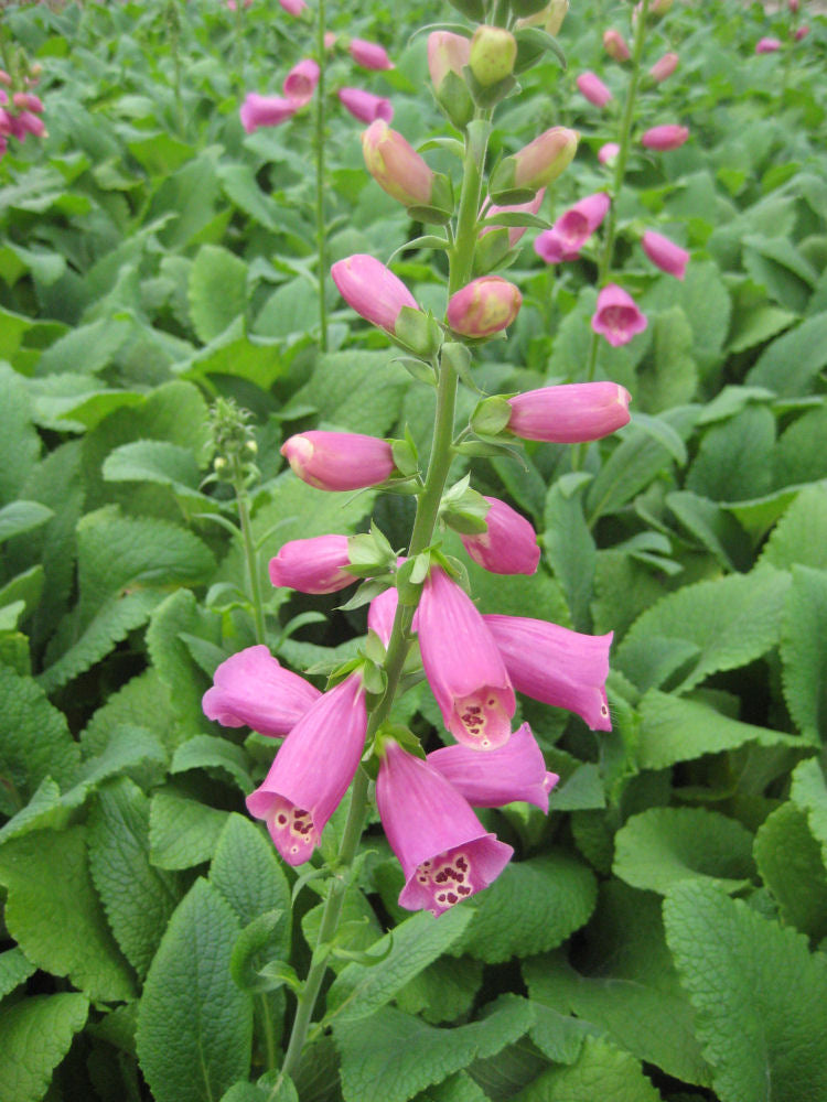 Camelot Rose Foxglove (DIGITALIS P CAMELOT ROSE)