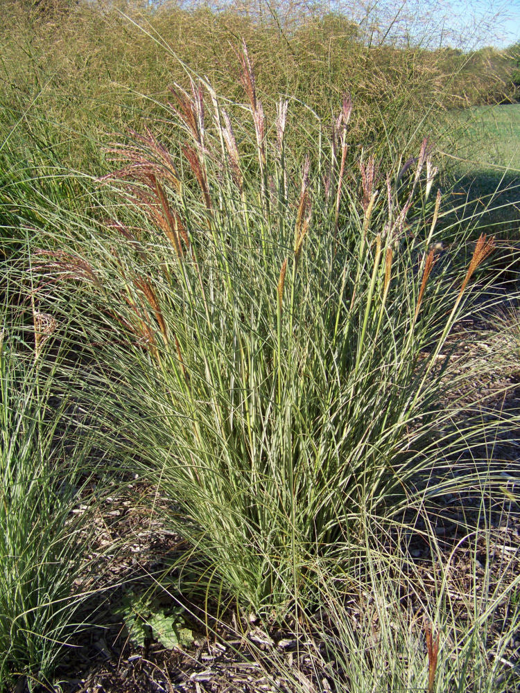 Morning Light Maiden Grass (GRASS - M. S. MORNING LIGHT)
