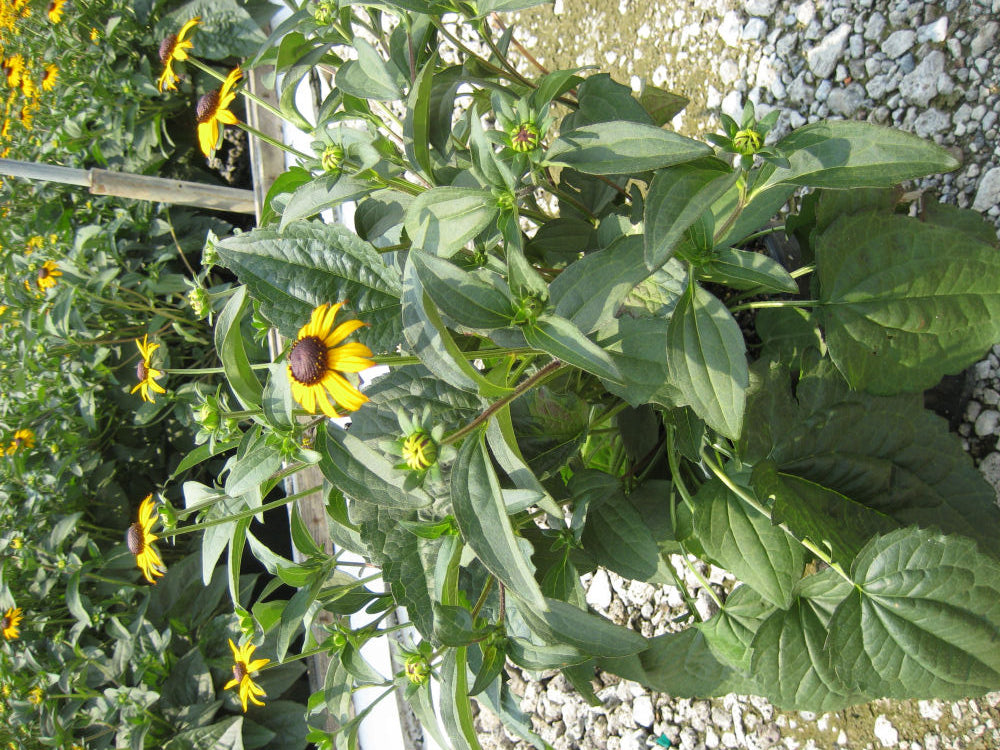 Black-Eyed Susan (RUDBECKIA FULGIDA GOLDSTURM)