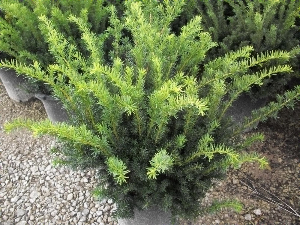 Densiformis Yew (TAXUS MEDIA DENSIFORMIS)