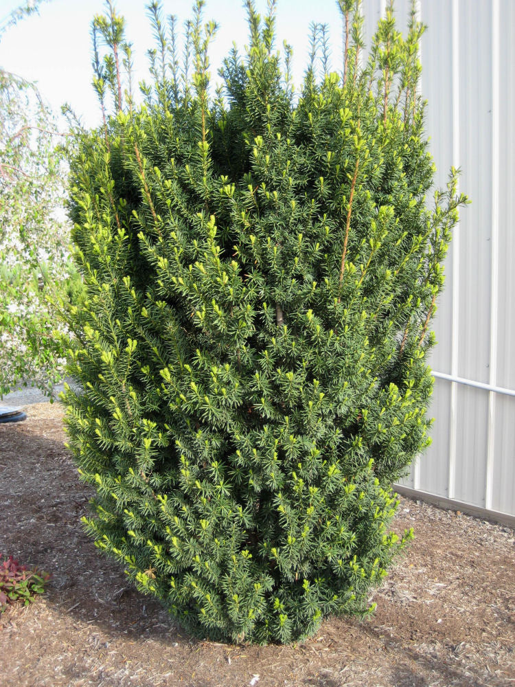 Hick's Yew (TAXUS MEDIA HICKSII)