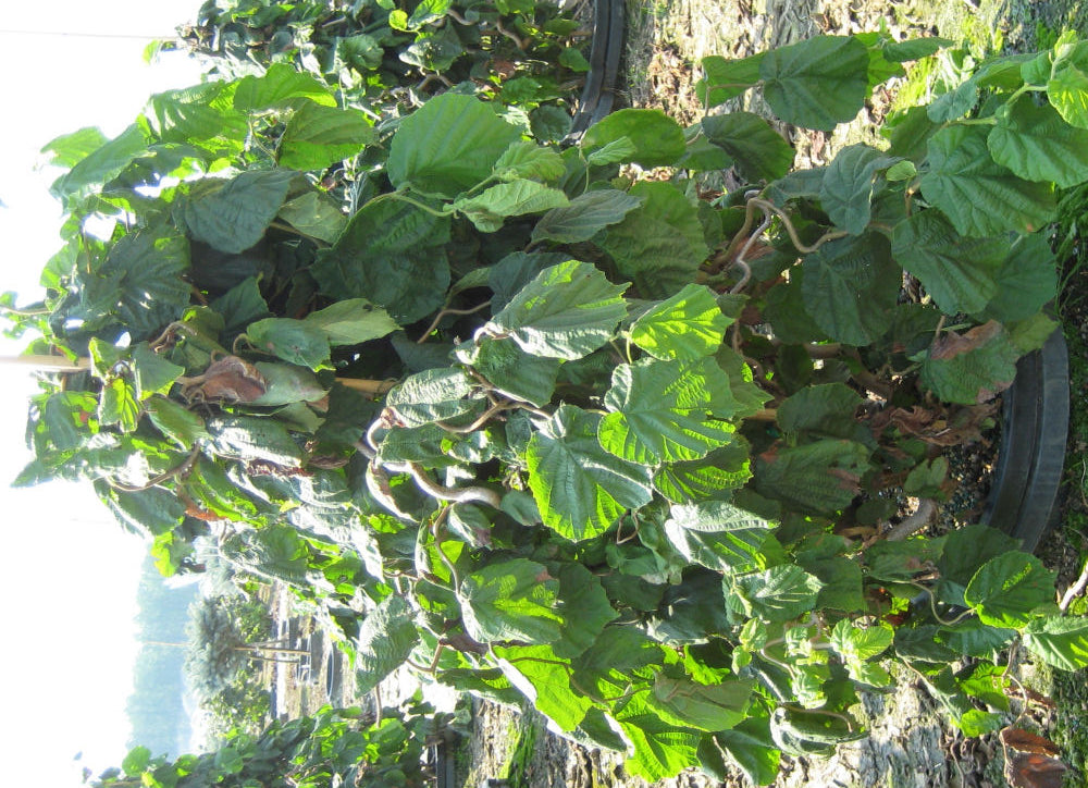 Harry Lauder's Walking Stick/Contorted Filbert (CORYLUS AV. CONTORTA)