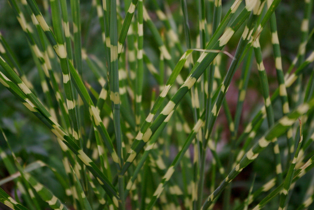 Little Zebra Maiden Grass (GRASS - M. S. LITTLE ZEBRA)