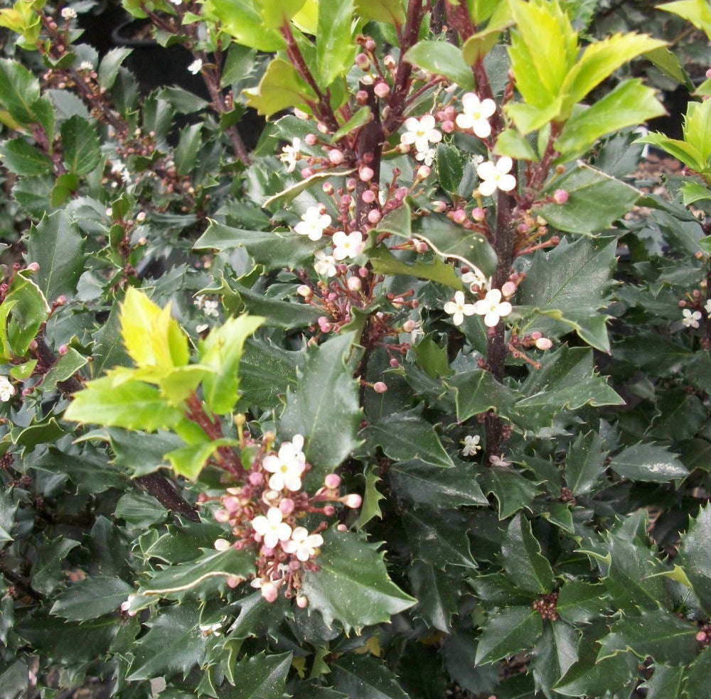 Blue Prince™ Meserve Holly (ILEX X MES. BLUE PRINCE)