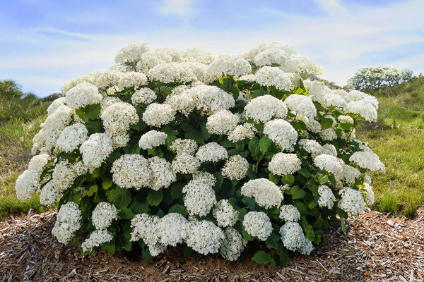 FlowerFull® Smooth Hydrangea (HYDRANGEA A. FLOWERFULL)