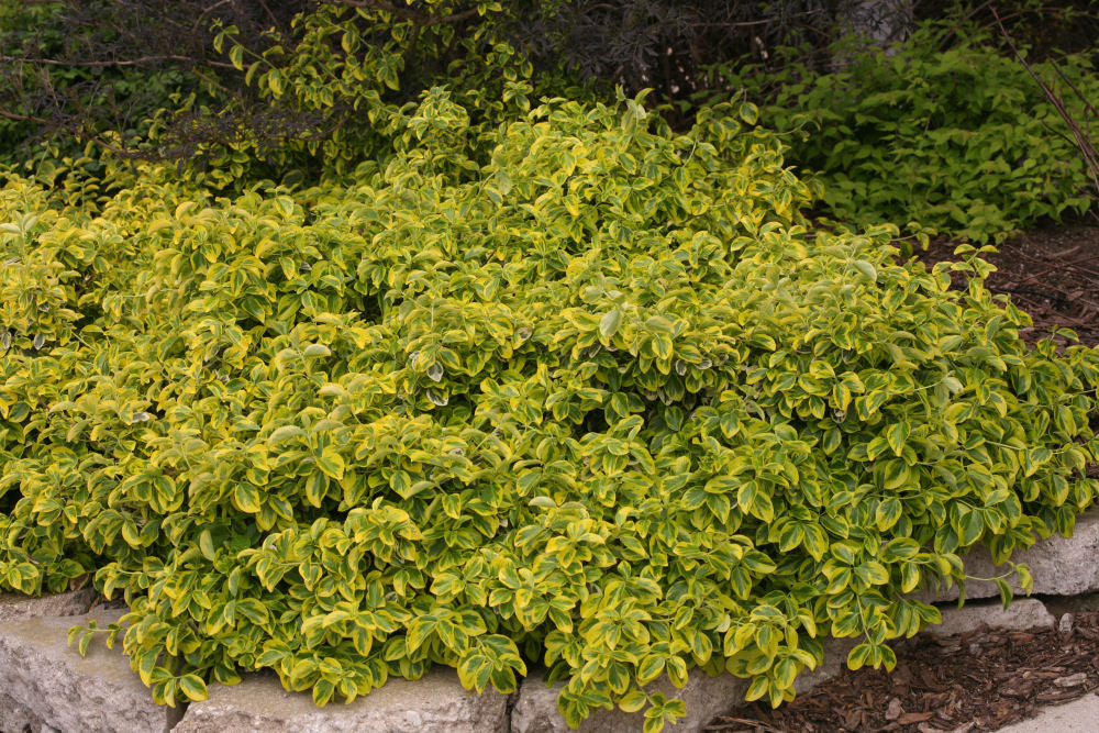 Gold Splash® Wintercreeper (EUONYMUS FOR. GOLD SPLASH)