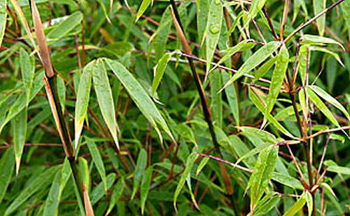 Hardy Bamboo (BAMBOO FARGESIA RUFA)