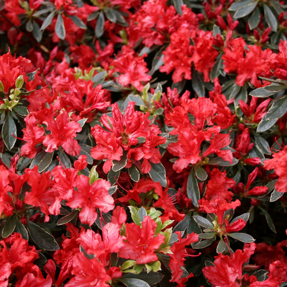 Hot Shot Azalea (AZALEA HOT SHOT)
