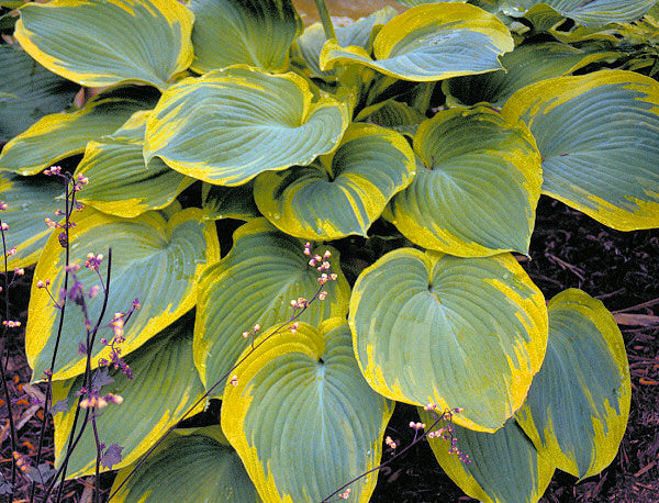 Earth Angel Plantain Lily (HOSTA EARTH ANGEL)