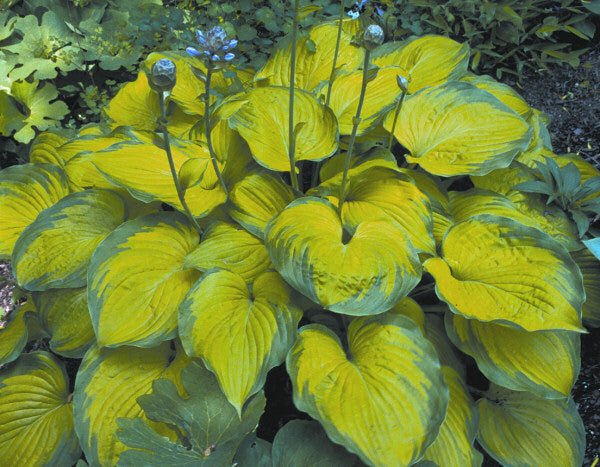 Old Glory Plantain Lily (HOSTA OLD GLORY)