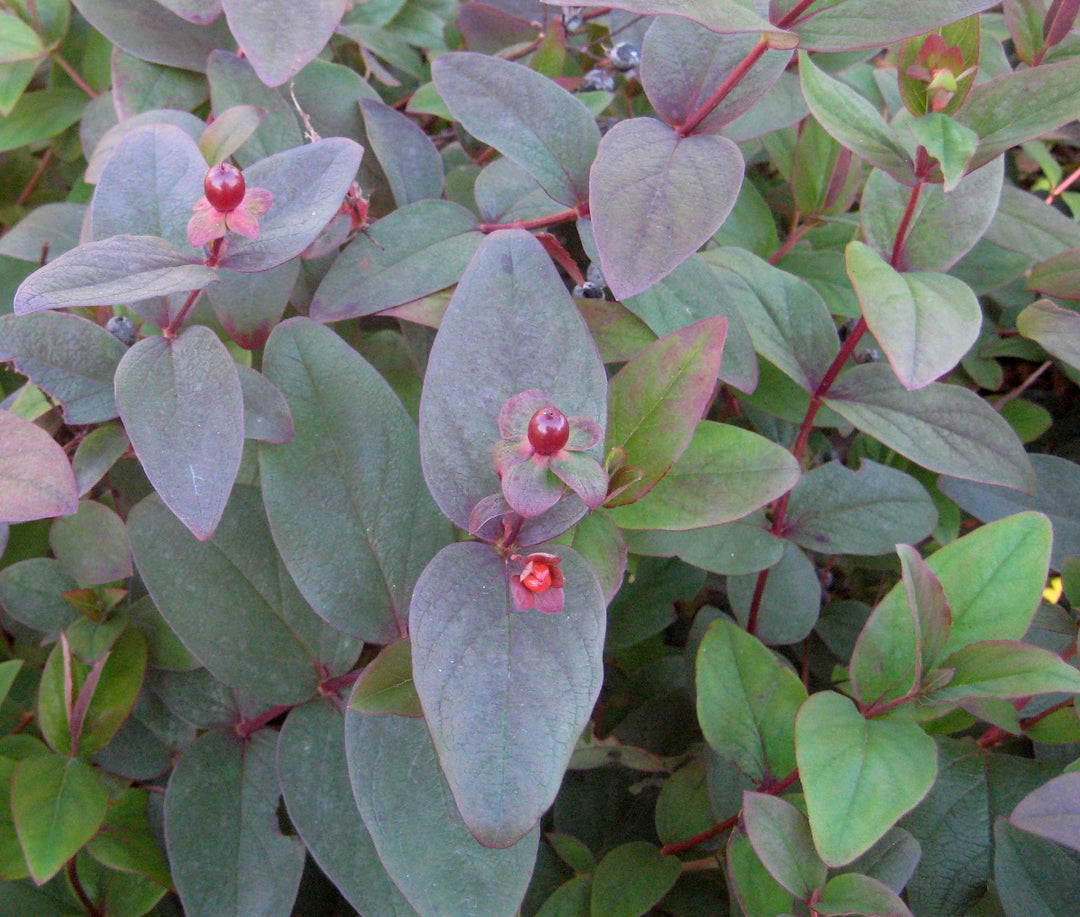 Albury Purple St. Johnswort (HYPERICUM X A. ALBURY PURPLE)