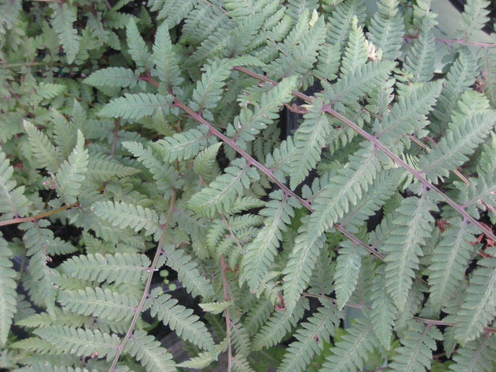 Burgundy Lace Painted Fern (FERN -BURGUNDY LACE)
