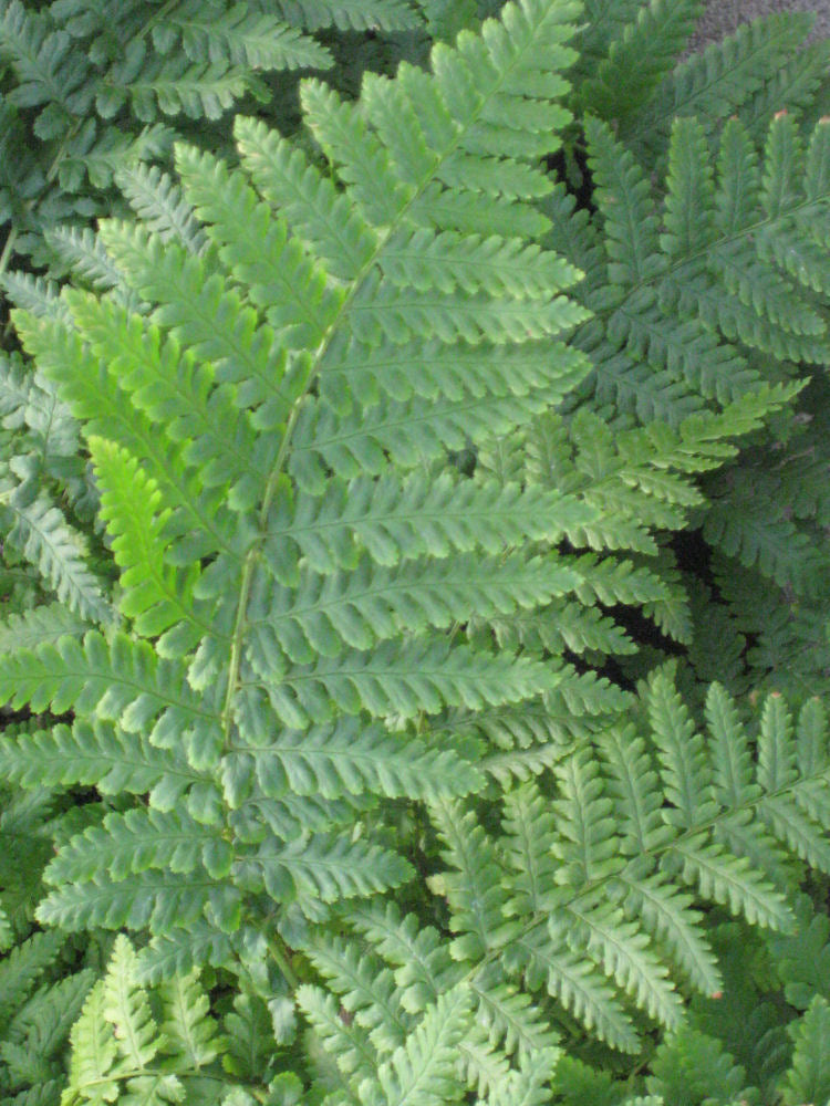 Ostrich Fern (FERN -OSTRICH)