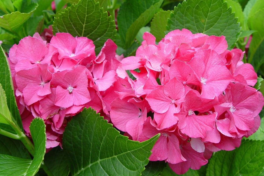 Color Fantasy® Hydrangea (HYDRANGEA M. COLOR FANTASY)
