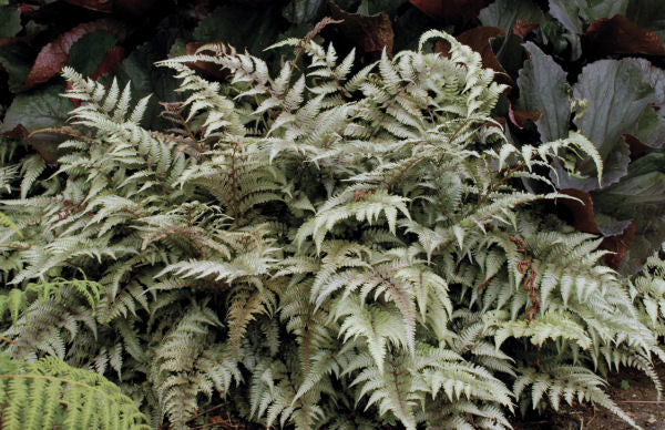 Japanese Painted Fern (FERN -JAPANESE PAINTED)